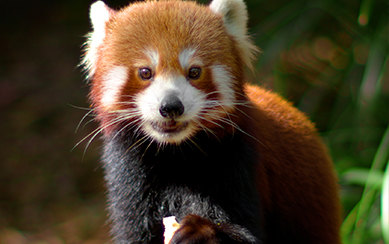 Red Panda, closeup looking at camera mouth hanging slightly open