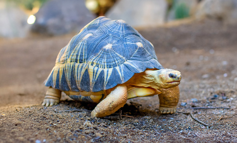 Visit the Radiated tortoises at Currumbin Wildlife Sanctuary