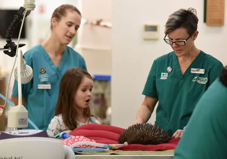 girl looks at echidna being treated during wildlife hospital tour