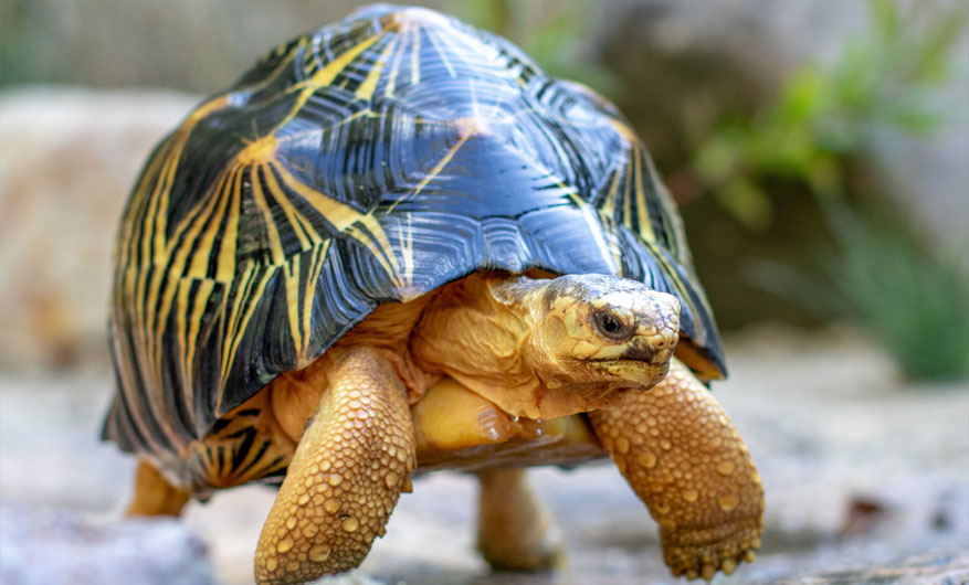 close up view of radiated tortoise
