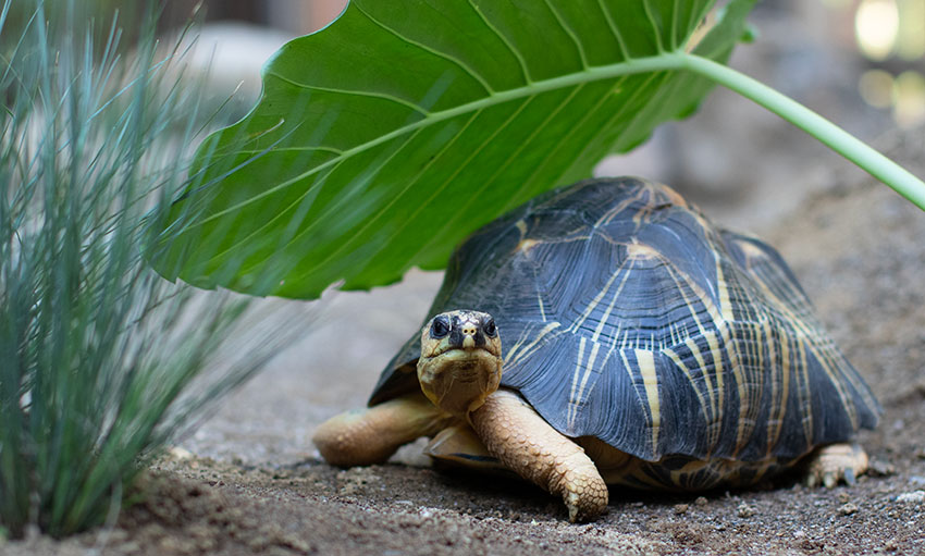 tortoise in his new habitat in the tortoise village