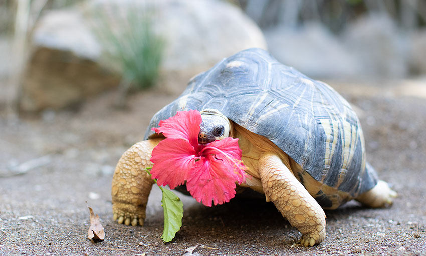 radiated tortoise munching a flower