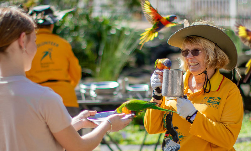 volunteer with jug feeding wild lorikeets