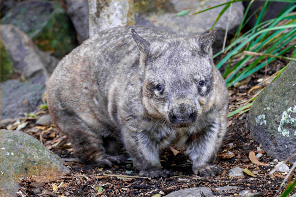 Wombat brown with black and white spots looking at camera, standing on brown leaves and mulch surrounded by grass and rocks