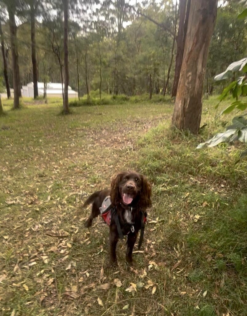 Brown dog with tongue sticking out standing on grassy area with fallen leaves in a forest