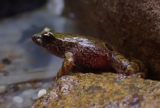 Brown yellowish small frog looking wet sitting on brown wet rocks