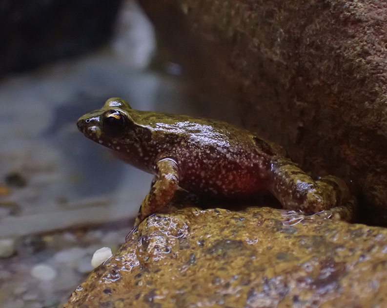 Brown yellowish small frog looking wet sitting on brown wet rocks