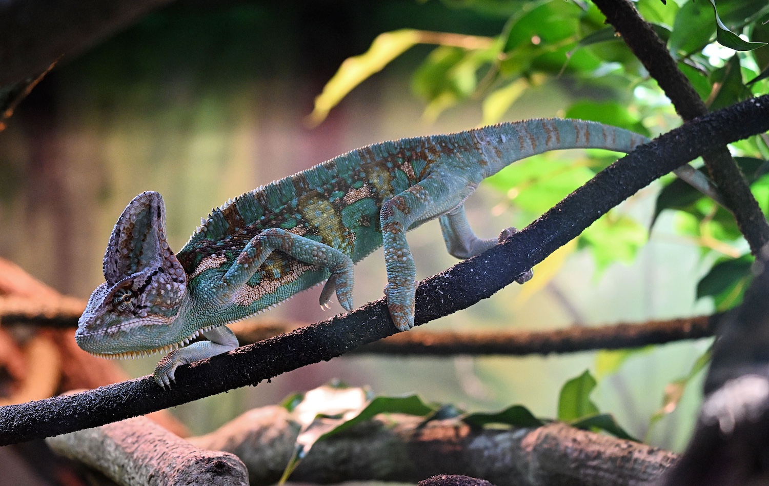 colourful veiled chameleon walking on branch