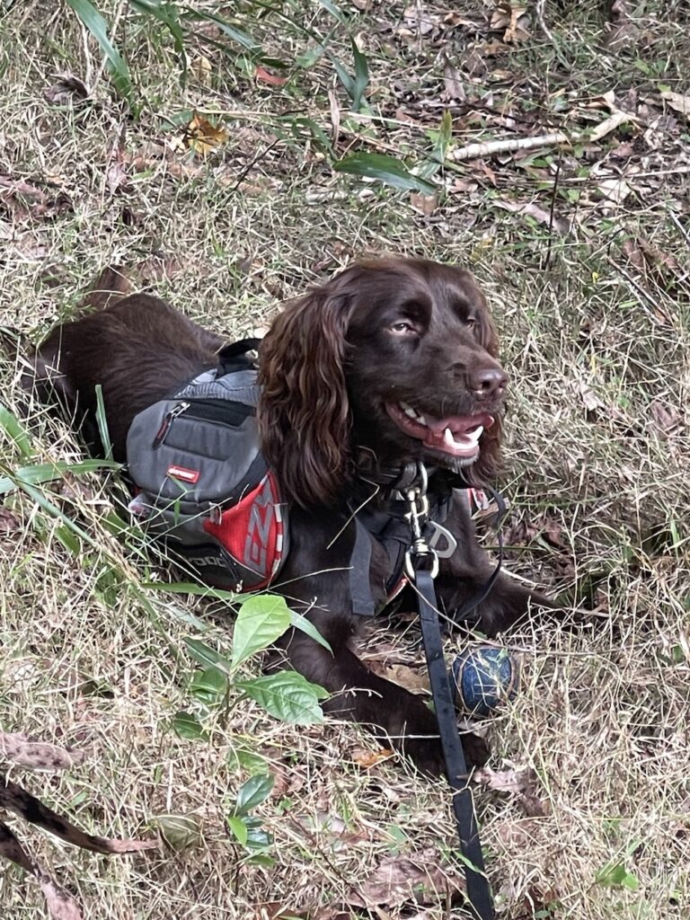 dog brown laying on dry grass on ground wearing a vest