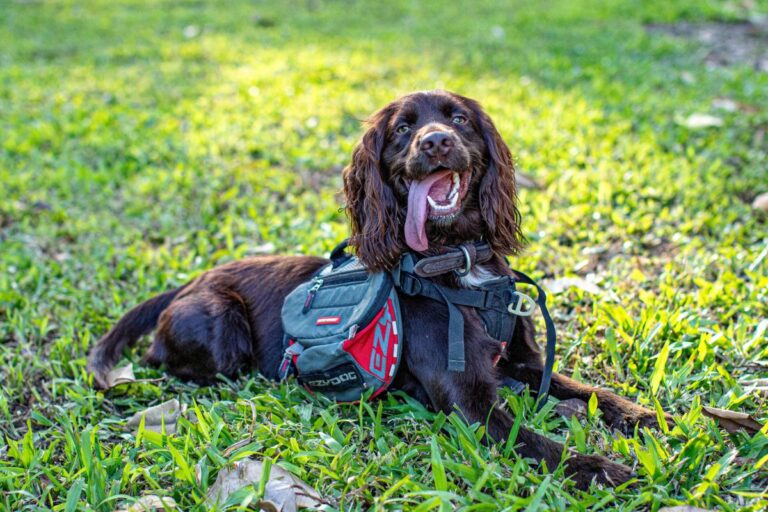 Happy brown dog laying on green grass with tongue hanging out, wearing a red and grey dog harness