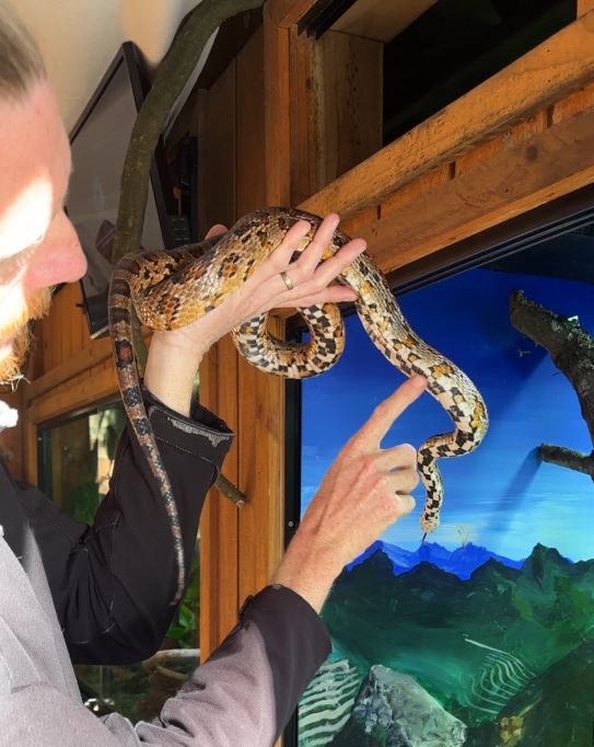 Male wildlife keeper holding corn snake with checkered brown and yellow pattern on underbelly