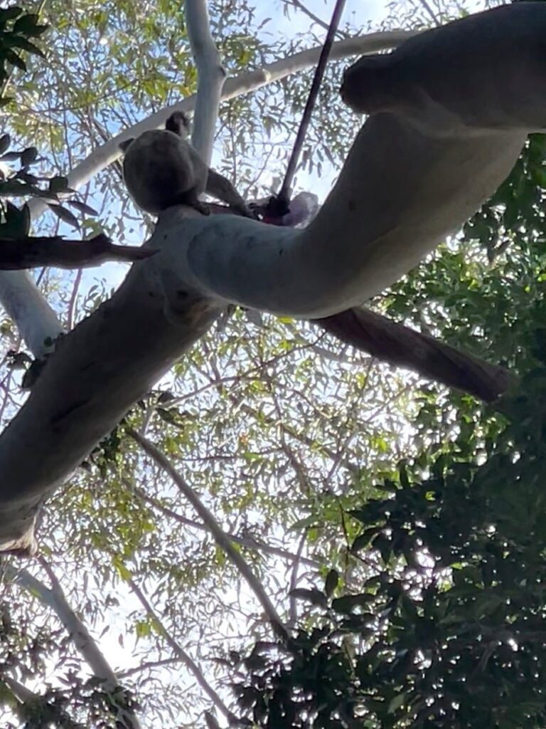 Koala climbing large tree, with blue sky and more trees in background