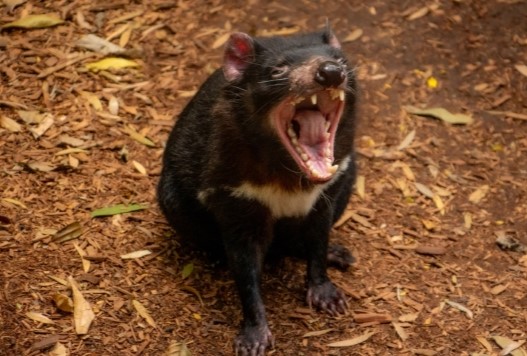 Tasmanian Devil mouth wide open bearing sharp teeth, standing on brown mulched ground