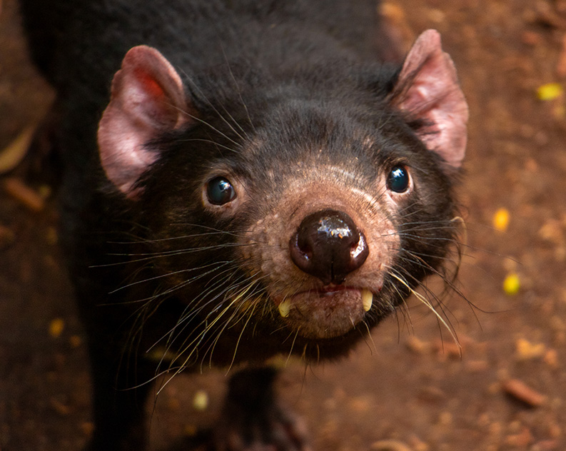 Tasmanian Devil black with red ears and white fangs calmly looking at camera