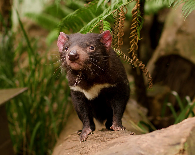 Tasmanian Devil standing on tree branch surrounding by ferns and greenery