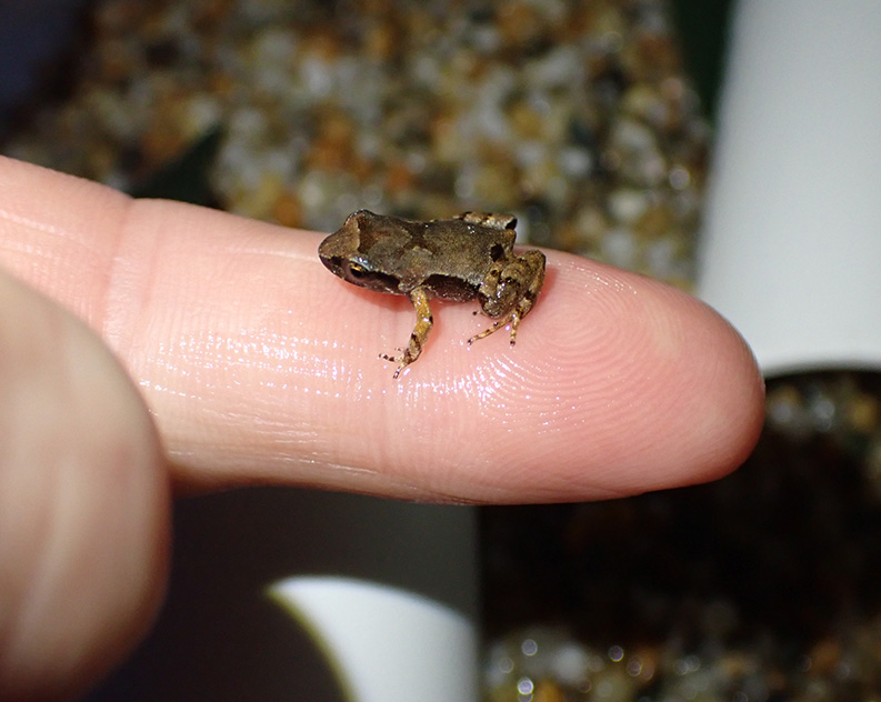 Tiny brown black frog on a human's finger, small pebbles and white pipes in the background