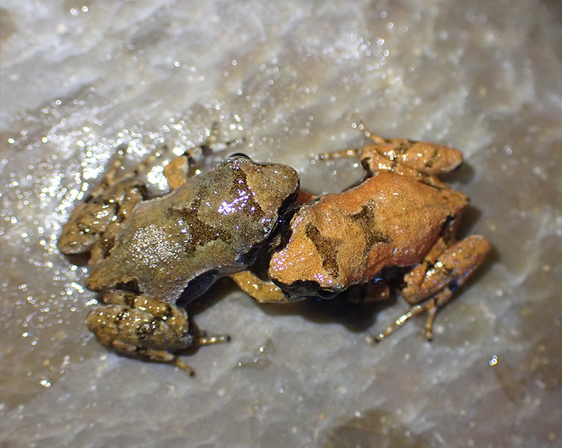 Two brown and reddish frogs facing and hugging each other on a marble looking surface