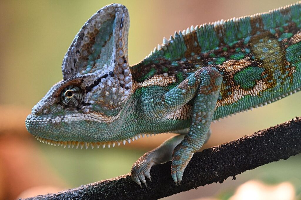Veiled chameleon displaying vibrant coat of turquoise, yellow, brown and green perched on a branch.