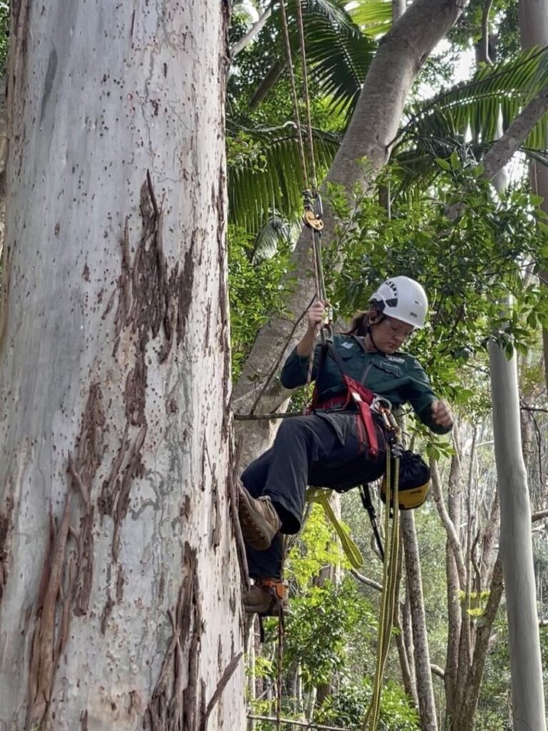 Woman abseiling large tree wearing helmet and protective gear