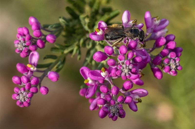 Native pee on pink flower
