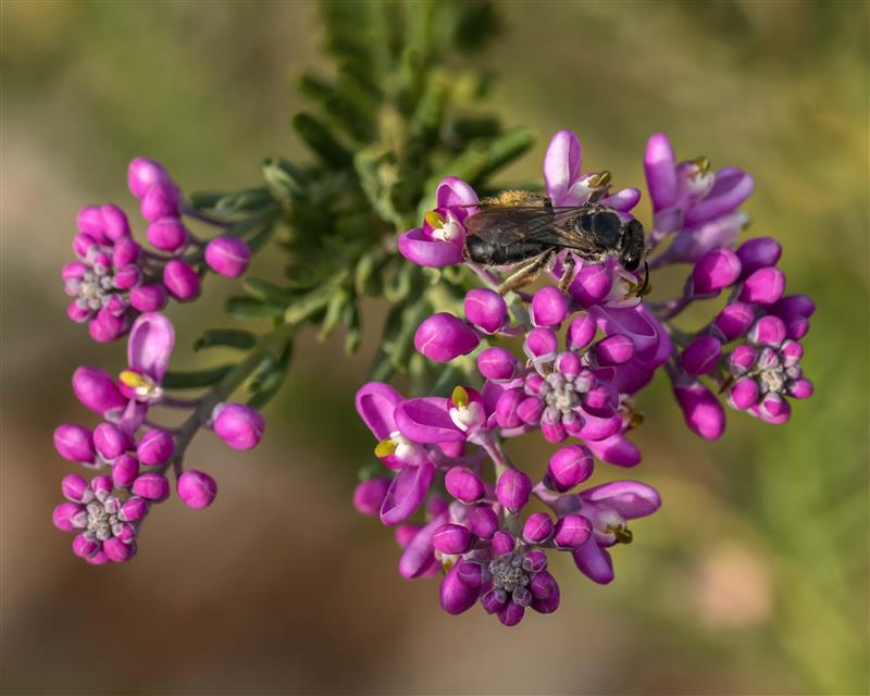 Native pee on pink flower