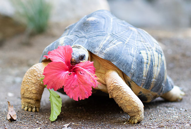 Radiated tortoise eating a hibiscus flower