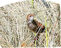 Small brown birds walking through long dried grass on ground