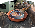 Small brown bird sitting on edge of food bowl filled with insects, fruit and worms. The food bowl is sitting on a natural ground with a green box and tree branch in the background