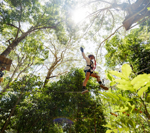 Sun shining through treetop challenge trees at currumbin wildlife sanctuary
