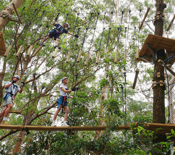 Treetop challenge high ropes course currumbin wildlife sanctuary