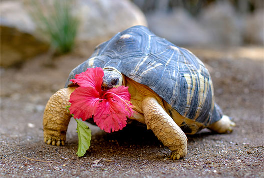 radiated tortoise hero image