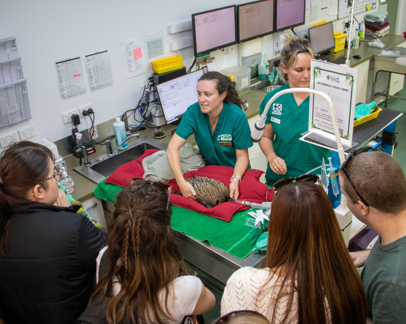hospital tour with staff working on animal