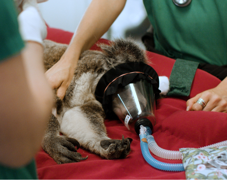 Koala in Currumbin Wildlife hospital