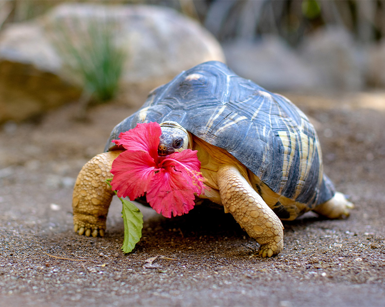 Spring bloom tortoise