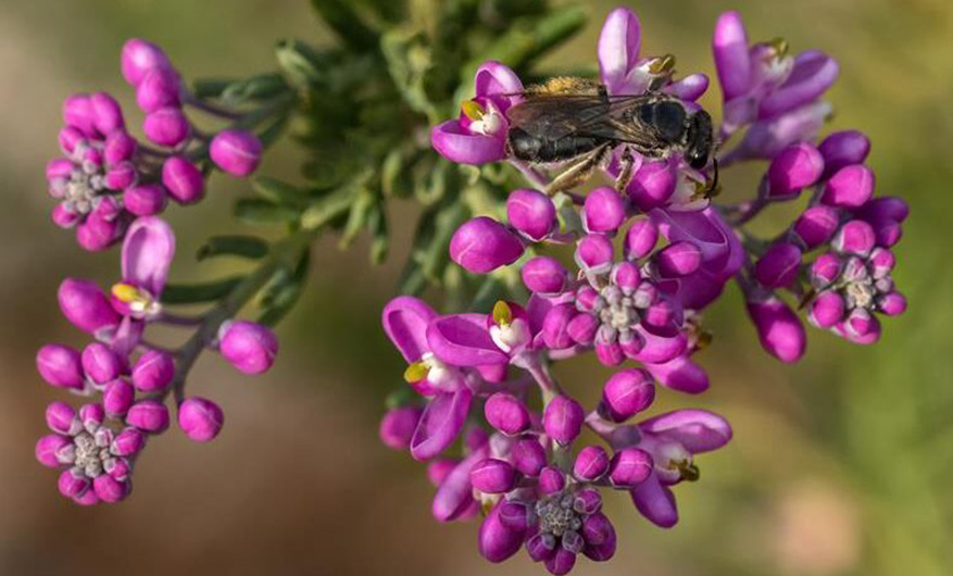 Bee pollinating and sitting on a vibrant purple flower with dark green leaves.