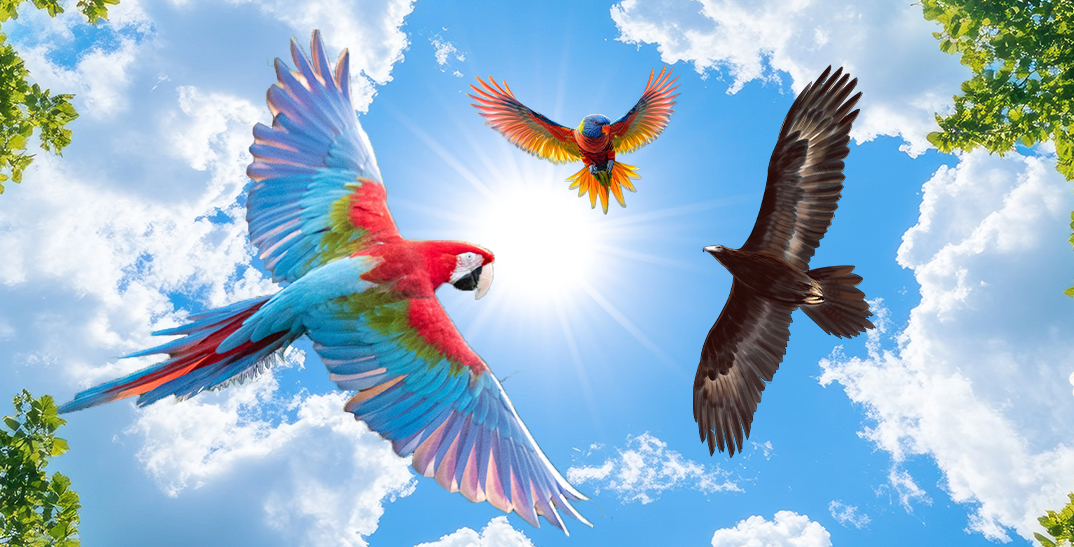 Three bird illustrations of a colourful parrot, eagle and lorikeet flying across a sunny blue sky with some clouds and green shrubs peaking out.