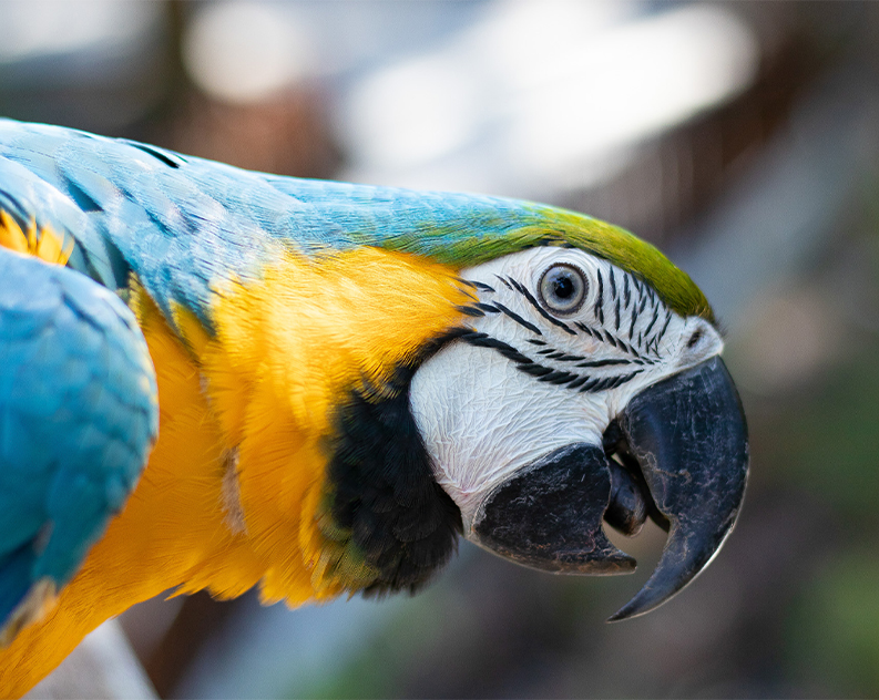 A close up of a blue and yellow macaw parrot on a side profile, stretching out its head and slightly opening its mouth.