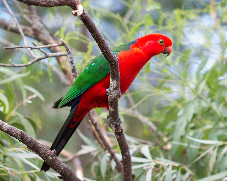 A large bright red and green bird sitting on a tree branch, with Australian native trees in the background.
