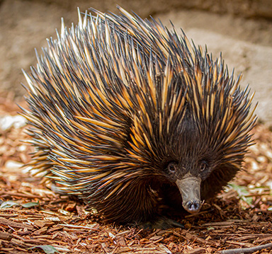 Brown and black echidna walking across brown mulched ground.