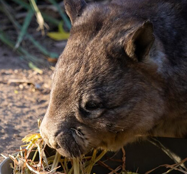 Close up of a wombat eating dried grass