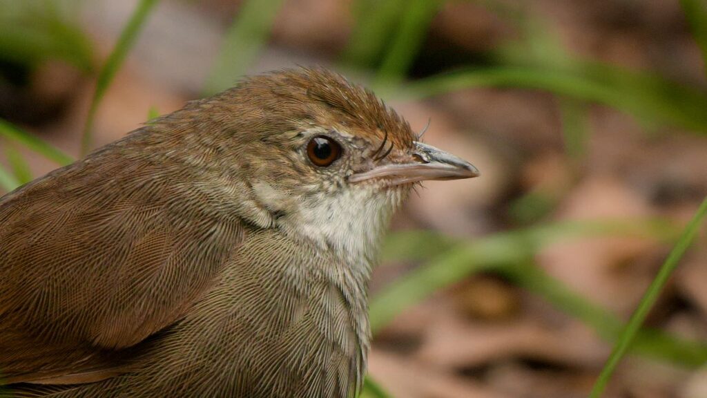 A close up of an Eastern Bristlebird, shot from an angle showcasing the unique coloured red eyes and structure of feathers.
