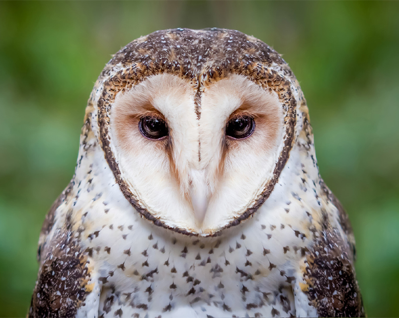 A close up of a masked owl looking straight at the camera. It's unique head shape looks like it has a white disk across its face. Its feather coat is white, light brown and dark brown.