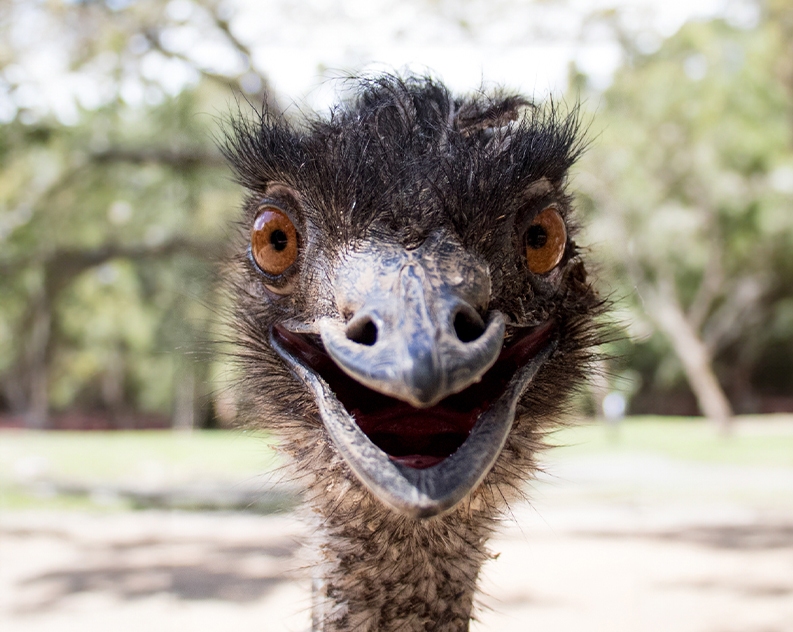 A close up of an emu looking straight into the camera with its beak slightly open looking like he's smiling. It has brown eyes and a dark brown and light grey feather coat.