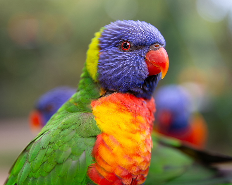 A close up of a colourful bird with a purple and blue head, orange and yellow chest and green wings.