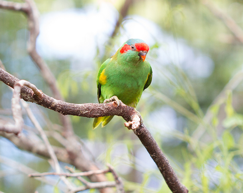 A small green bird with a red stripe over its eyes and yellow flecks in its coat, perched on a tree branch. Blurred out Australian native trees in the background.