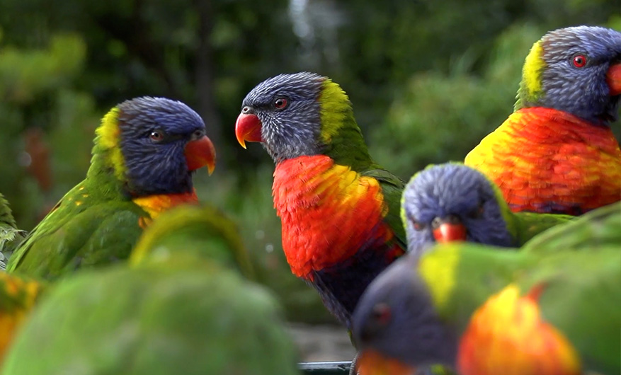 Group of colourful lorikeet birds all hunched together, blurred out in the background are green trees and bushes.