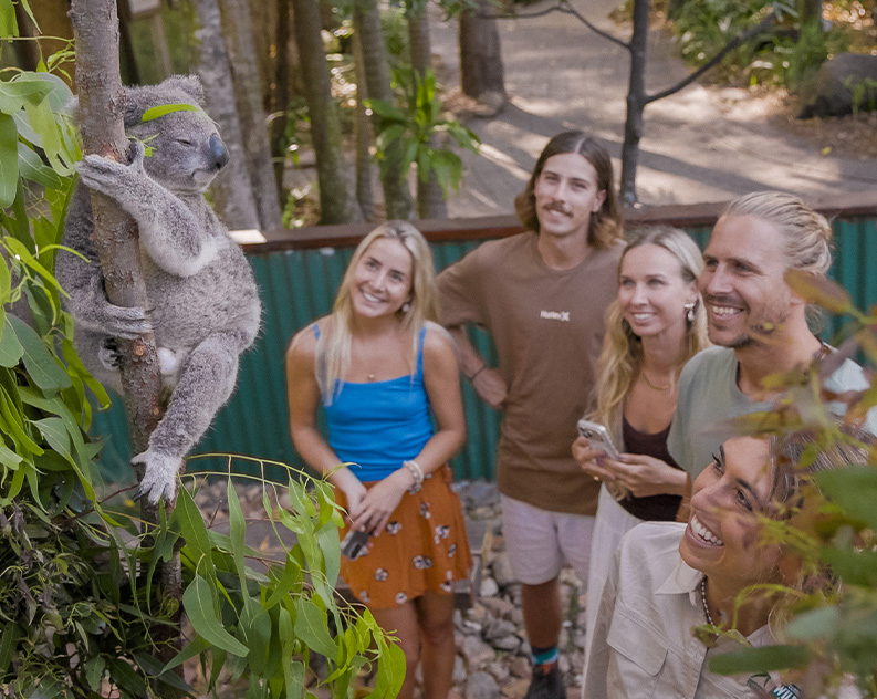 Koala Connections Koala in tree
