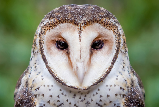 Portrait of a masked owl looking into camera. There are green trees and bushes blurred out in the background.