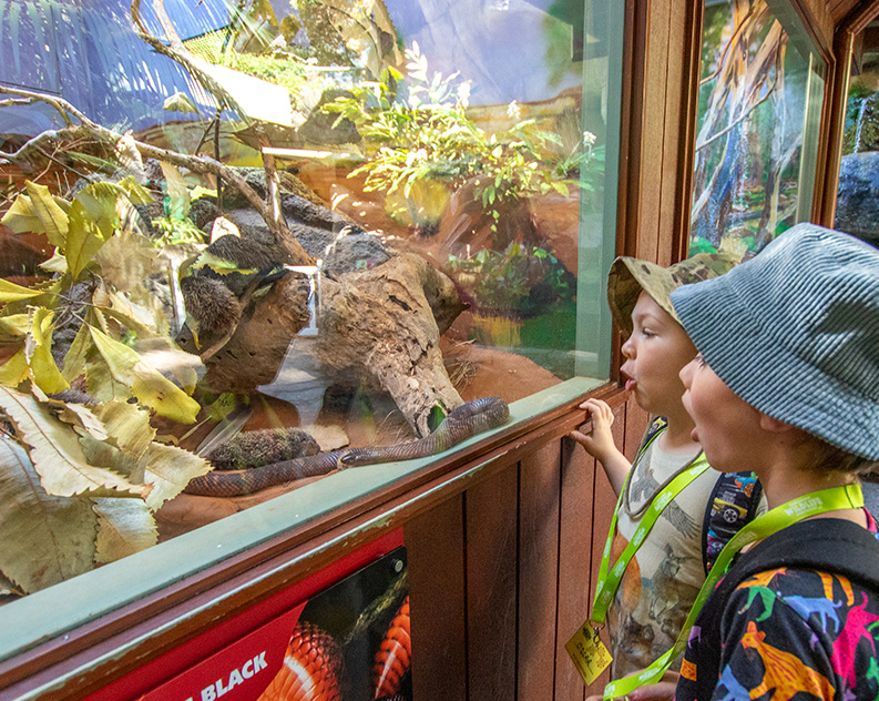 Two young boys with excited facial expressions wearing bucket hats and colourful shirt looking at a large snake behind a glass vitrine.