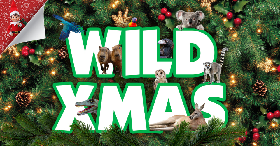 Wild xmas web banner